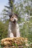 FOX TERRIER 213